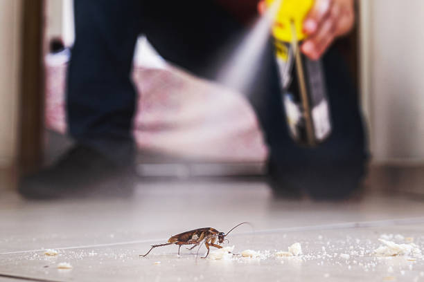 Best Pest Control Treatment  in Coleraine, MN
